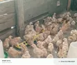 3 Weeks Old Improved Kienyeji Chicks - 2
