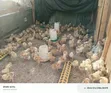 3 Weeks Old Improved Kienyeji Chicks - 3