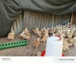 3 Weeks Old Improved Kienyeji Chicks - 4