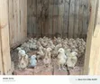 3 Weeks Old Improved Kienyeji Chicks - 5