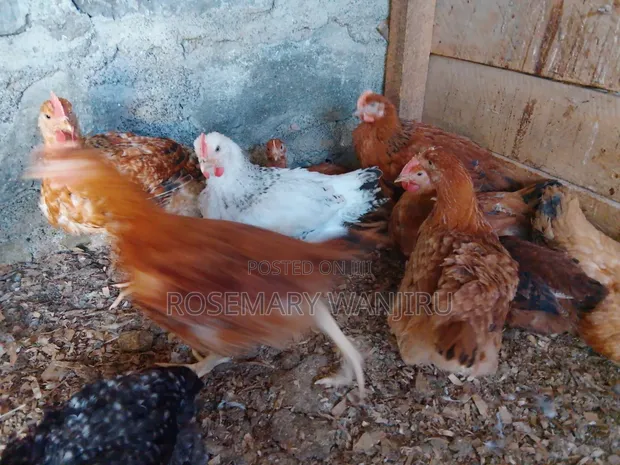 Mature Kienyeji Chickens - 5 Months Old - 1