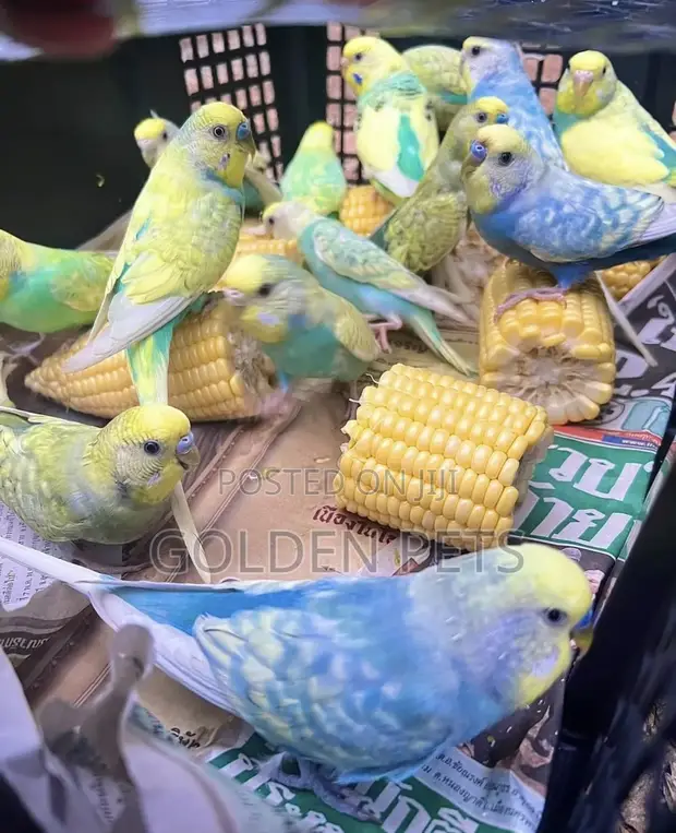 Budgie Mdogo wa Kiume Anapatikana - 1