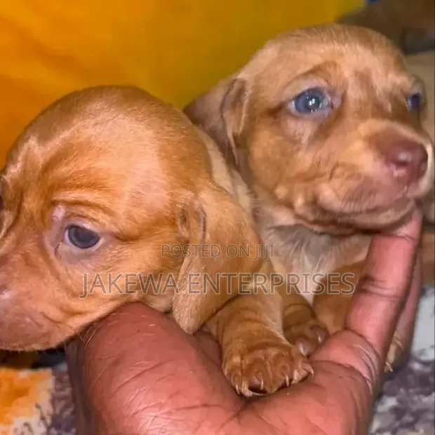 Purebred Female Dachshund Puppy - 1