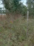 Ardhi ya Eka 1/2 Mbezi Bogani, Karen - 1