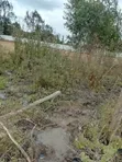 Ardhi ya Eka 1/2 Mbezi Bogani, Karen - 3