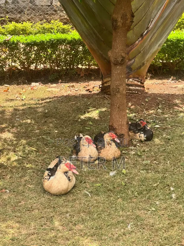 Ducks for Sale - Mature and Young - 1