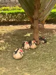 Ducks for Sale - Mature and Young - 1