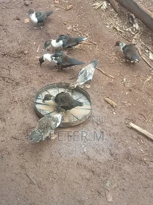 Ducks for Sale - Mature and Young