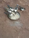 Ducks for Sale - Mature and Young - 3