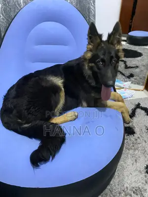 Purebred German Shepherd Puppy, 6 Months