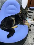 Purebred German Shepherd Puppy, 6 Months - 1