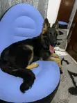 Purebred German Shepherd Puppy, 6 Months - 2