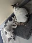 Paka wa Mchanganyiko wa Kiume wa Miezi 6-12 - 3