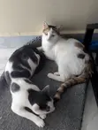 Paka wa Mchanganyiko wa Kiume wa Miezi 6-12 - 5