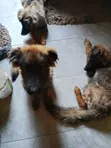 3-6 Month Male Mixed Breed German Shepherd Puppy - 1