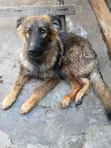 3-6 Month Male Mixed Breed German Shepherd Puppy - 2