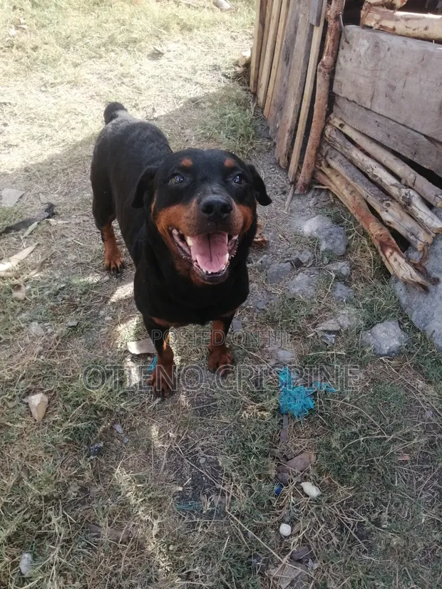 Female Purebred Rottweiler - 1+ Year Old - 1