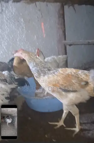 Poultry Products: Chickens & Ducks