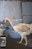 Poultry Products: Chickens & Ducks - 1
