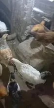 Poultry Products: Chickens & Ducks - 3