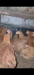 Poultry Products: Chickens & Ducks - 4