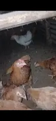 Poultry Products: Chickens & Ducks - 5