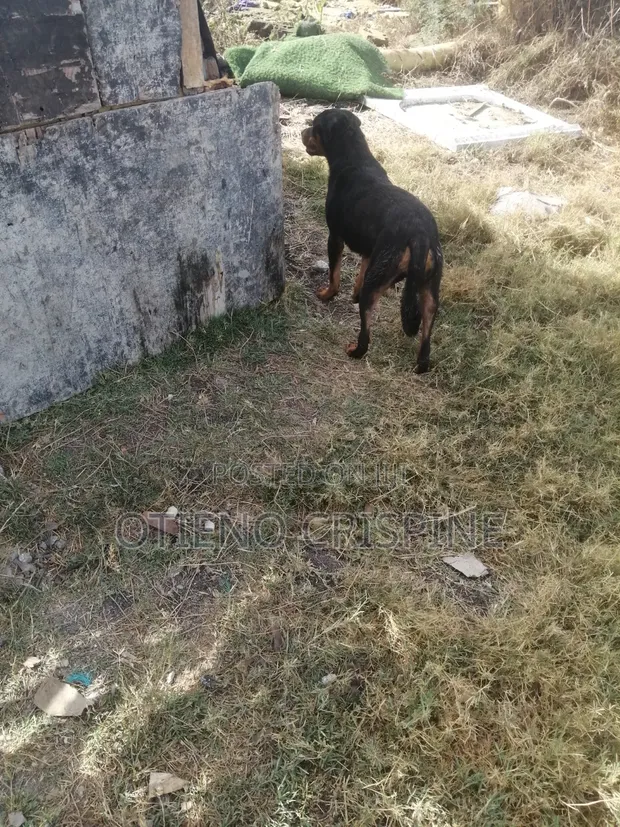 Rottweiler Safi wa Kike, Miezi 3-6 - 1