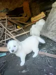 Male Mixed Breed Puppy (0-1 Month) - 1