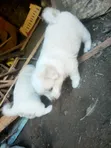 Male Mixed Breed Puppy (0-1 Month) - 2