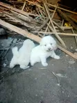Male Mixed Breed Puppy (0-1 Month) - 3