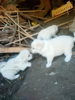 Male Mixed Breed Puppy (0-1 Month)