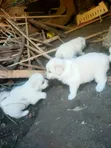 Male Mixed Breed Puppy (0-1 Month) - 4