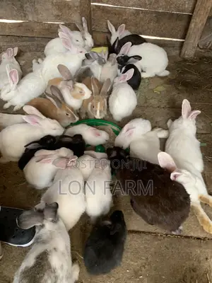 Sungura za New Zealand White, Chinchilla, Dutch, California White, Havana, Palomino