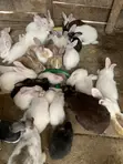 New Zealand White, Chinchilla, Dutch, California White, Havana, Palomino Rabbits - 1