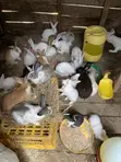 New Zealand White, Chinchilla, Dutch, California White, Havana, Palomino Rabbits - 2