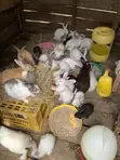 New Zealand White, Chinchilla, Dutch, California White, Havana, Palomino Rabbits - 3