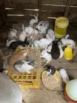 New Zealand White, Chinchilla, Dutch, California White, Havana, Palomino Rabbits - 4