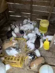 New Zealand White, Chinchilla, Dutch, California White, Havana, Palomino Rabbits - 5