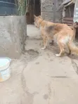 Purebred German Shepherd - 6-12 Months Female - 1