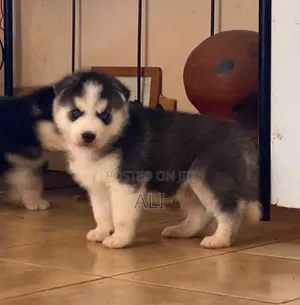 Male Purebred Siberian Husky Puppy (1-3 Months)