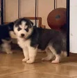 Male Purebred Siberian Husky Puppy (1-3 Months) - 1