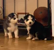 Male Purebred Siberian Husky Puppy (1-3 Months) - 2