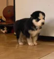 Male Purebred Siberian Husky Puppy (1-3 Months) - 3