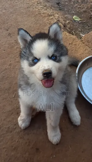 Male Purebred Siberian Husky Puppy (1-3 Months)
