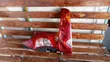 Nissan Note E11 Taillight - 4