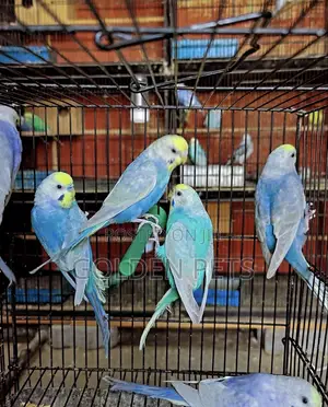 Budgies Available - Young Male Parrot