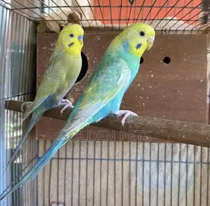 Bonded Breeding Pair Parrot