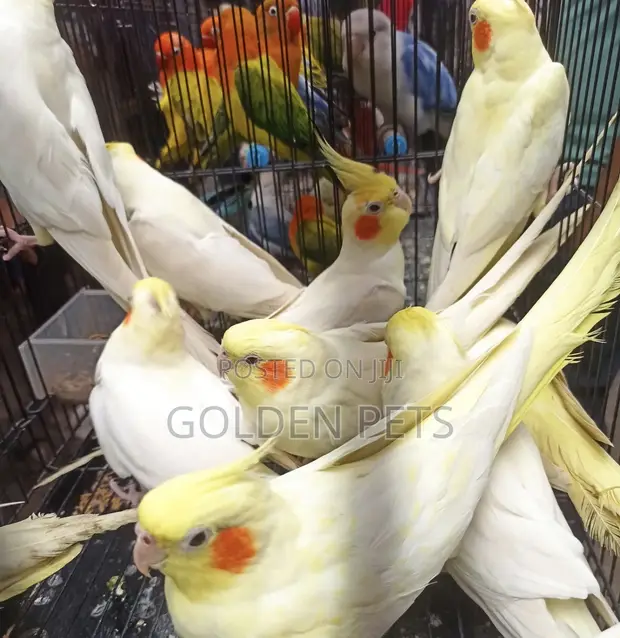 Young Male Cockatiel Parrot - 1