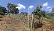 Kitalu Bora cha Kuuzwa - Kabete Kanyariri - 3
