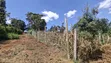 Kitalu Bora cha Kuuzwa - Kabete Kanyariri - 5